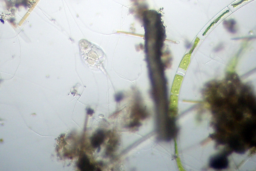 Lepadella patella (Rotifera)?